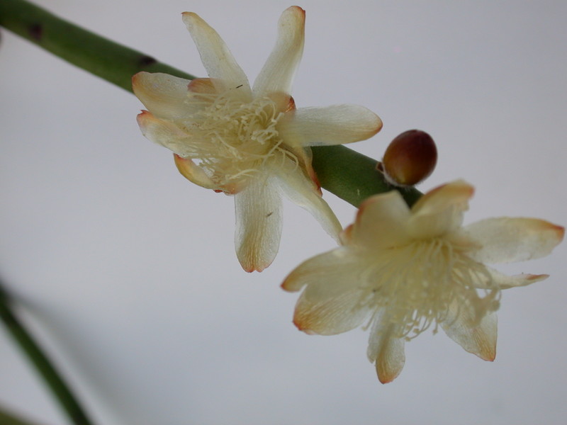 rhipsalis dissimilis gelblich 2074