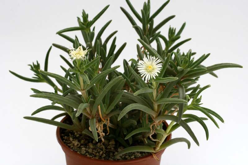 delosperma herbeum mg1475 84 9246