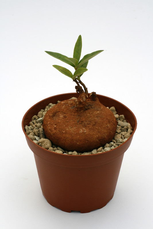 raphionacme globosa 6cm bis 8cm 9417