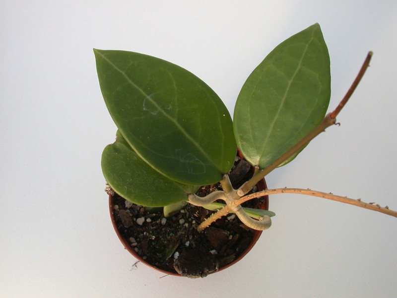 hoya acuta nova 1392