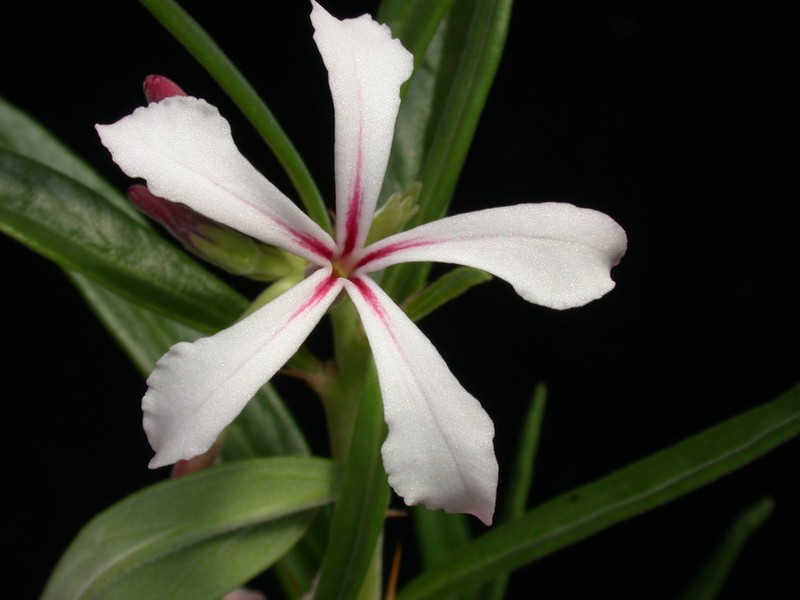 pachypodium succulentum 04