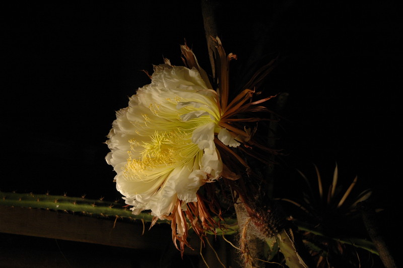 selenicereus grandiflorus koenigin 2006 05 9754