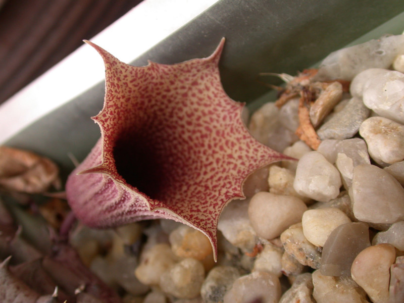 huernia levyi dp2976 03