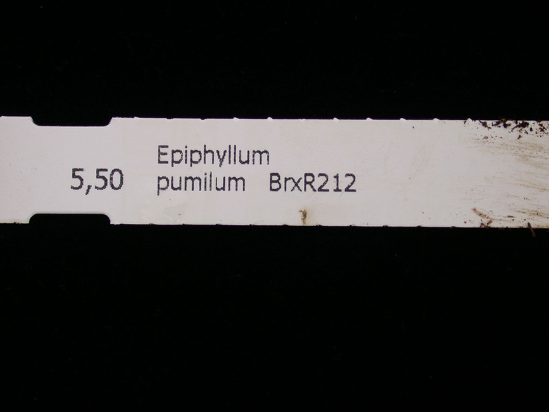 epiphyllum pumilum brxr212 03