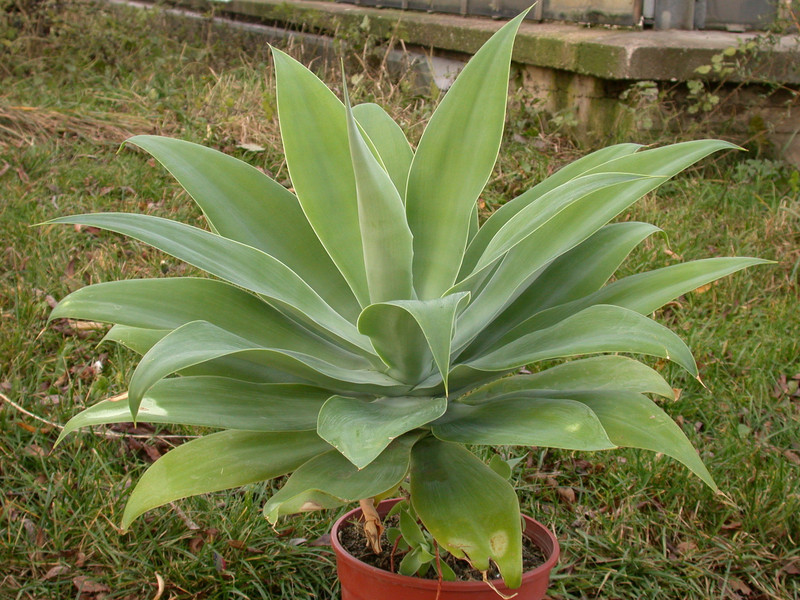 agave attenuata05