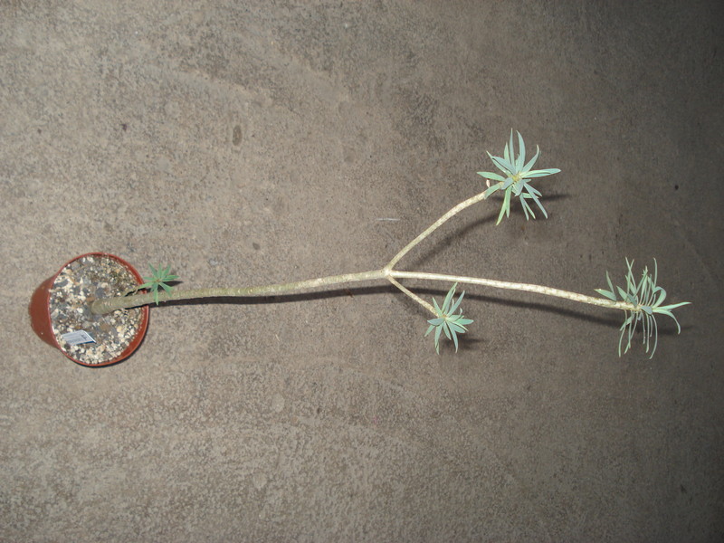 euphorbia balsamifera