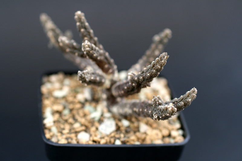 rhytidocaulon subscaudens 1383