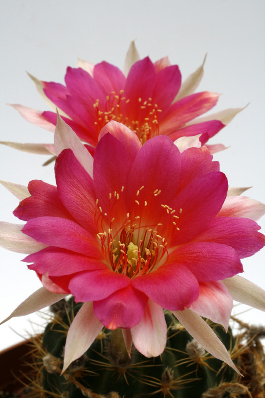 echinopsis geisenheim 9814