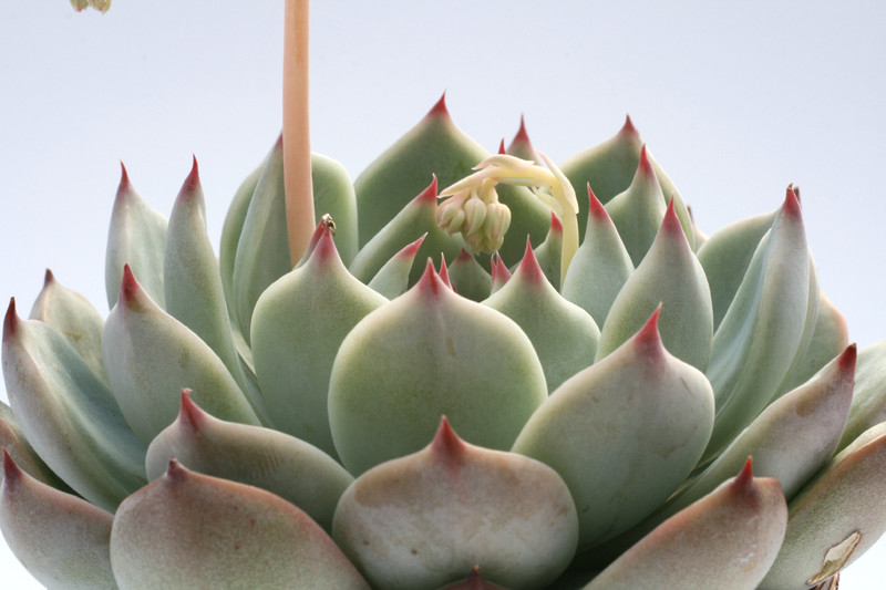 echeveria colorata 7949