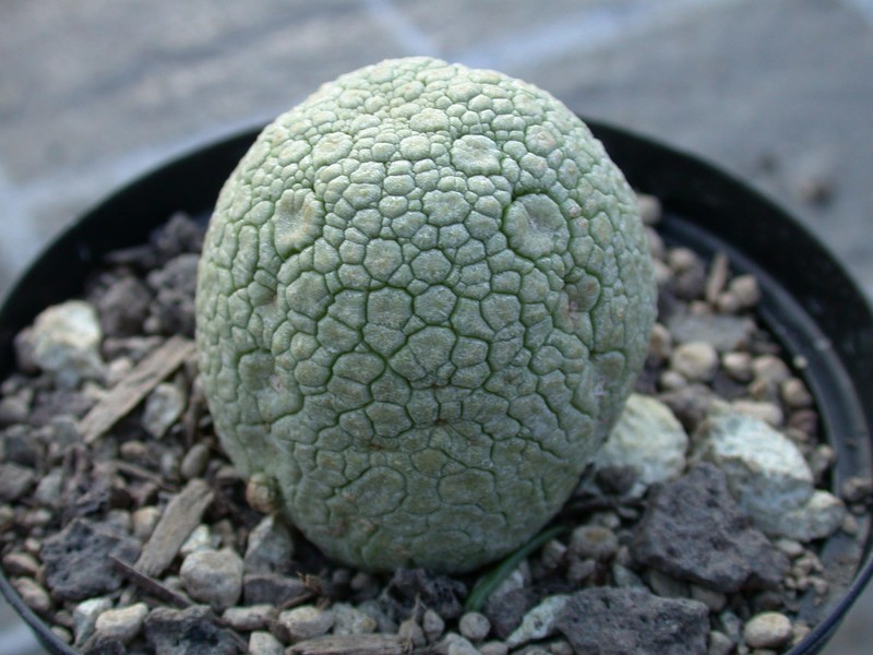 pseudolithos migiurtinus es2622 04