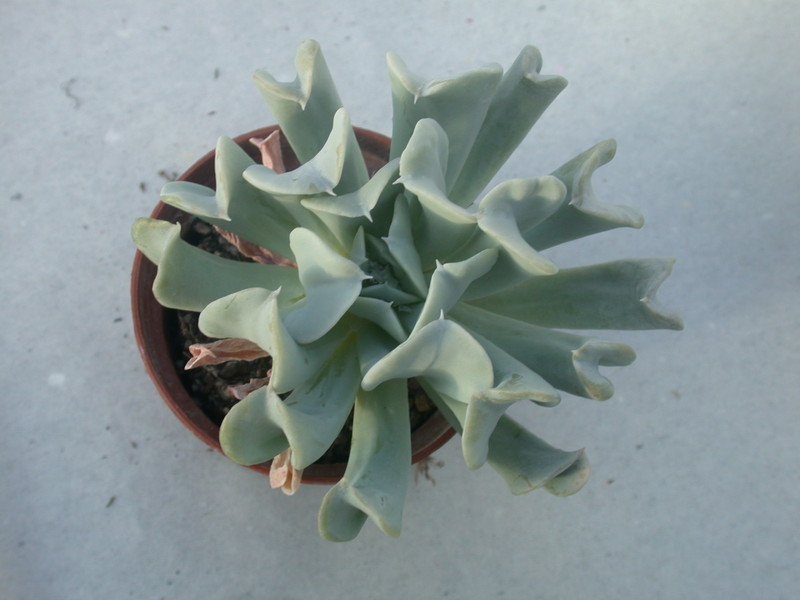 echeveria runyonii 9982