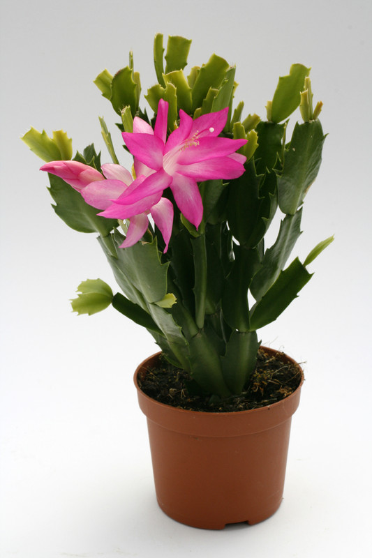 schlumbergera cyber dancer 8826