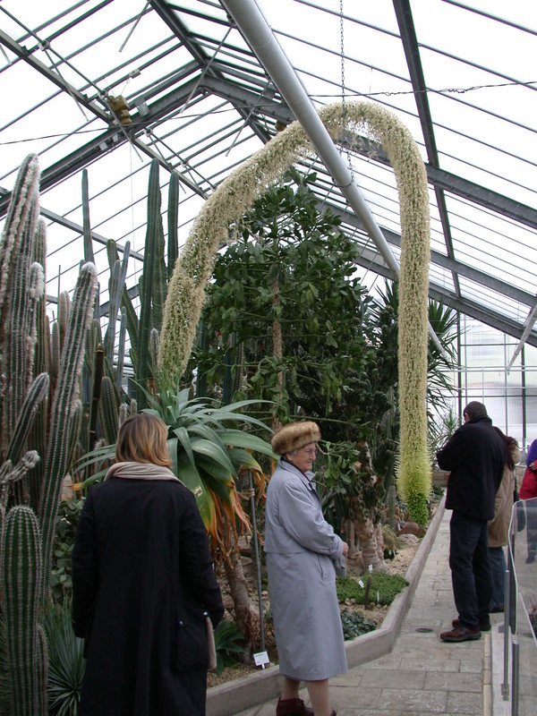 agave attenuata 9051