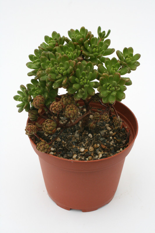 aeonium sedifolium 0370