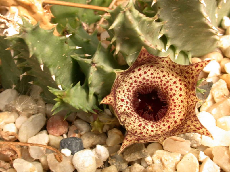huernia campanulata 02