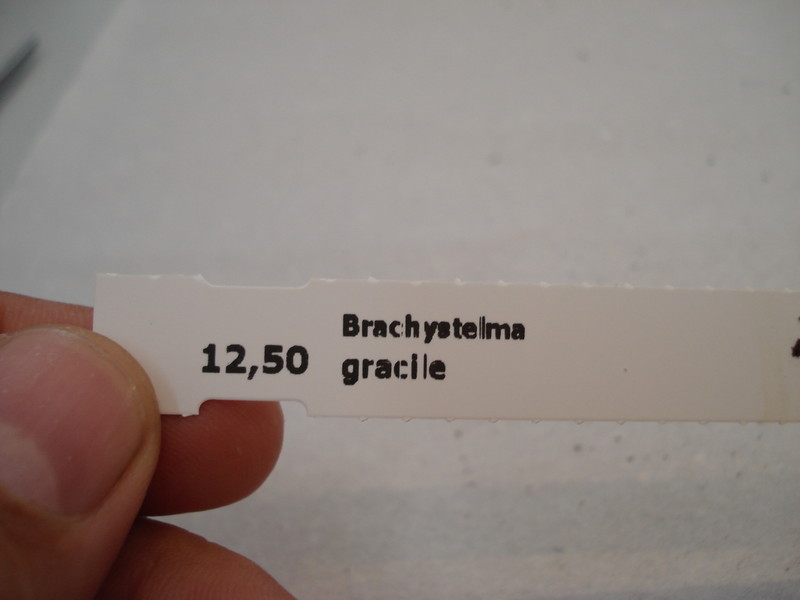 brachystelma gracile 166