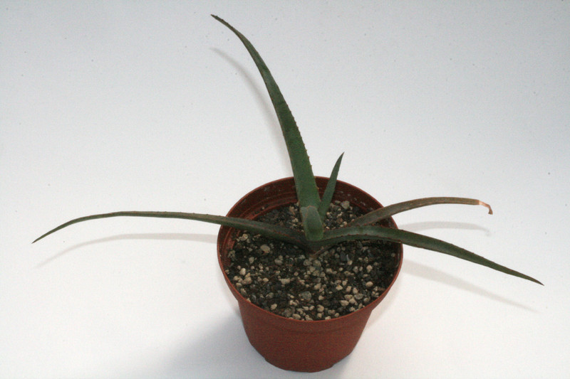 aloe fievetii mad 7700