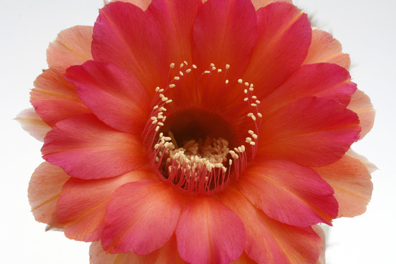 echinopsis mathilda 9820