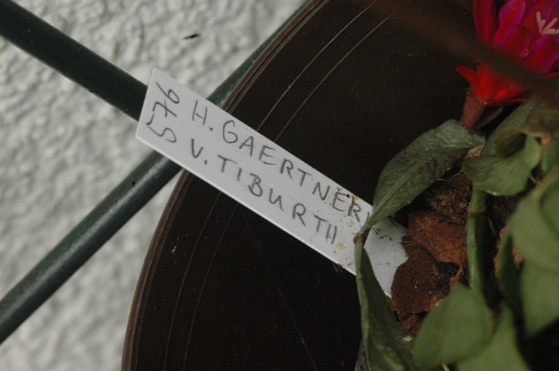 hatiora gaertneri tiburtii 9380rbi 576 9380