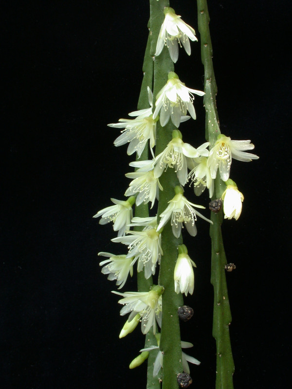 rh warmingiana05