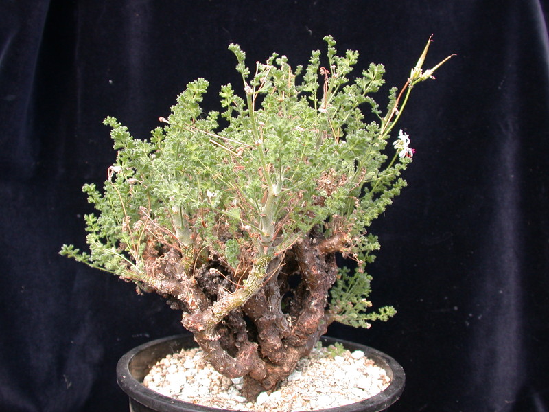 pelargonium alternans 981