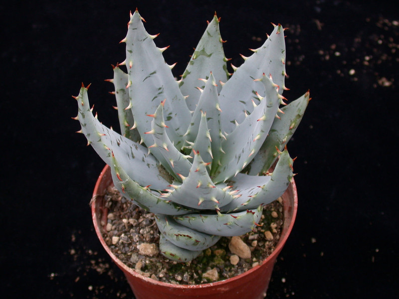 aloe peglerae 01