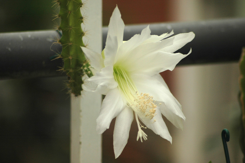 heliocerus speciosus amacamensis 18
