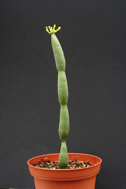 euphorbia onocaclada 2393