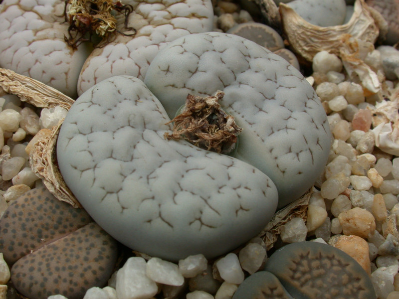 lithops gracilidelineata c262 c374 02