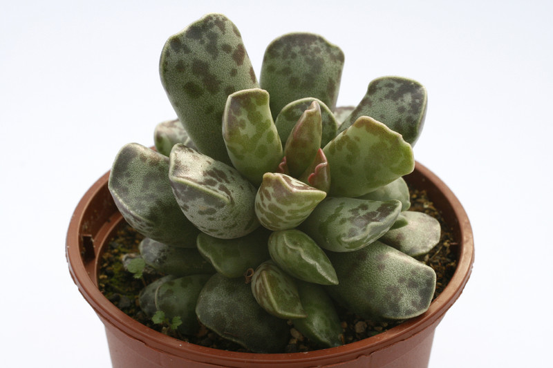 adromischus aff trigonus 7985