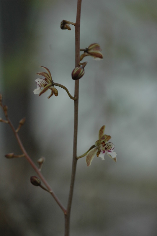 oeceoclade spatulifera 199
