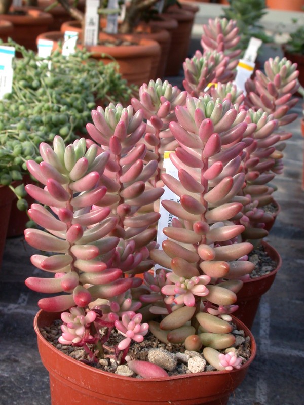 sedum rubrotinctum variegatum