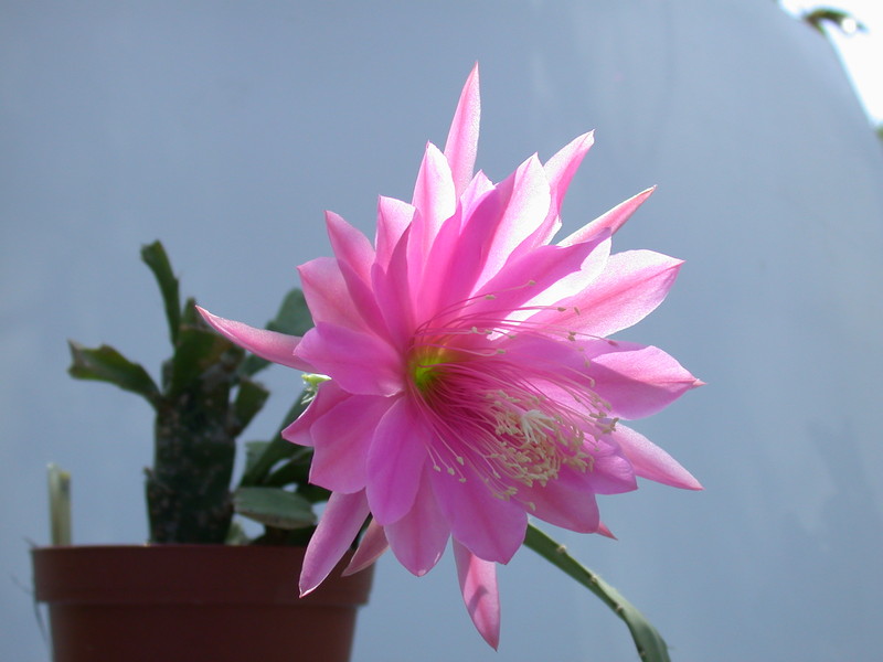eh thousend pinks 9450 339