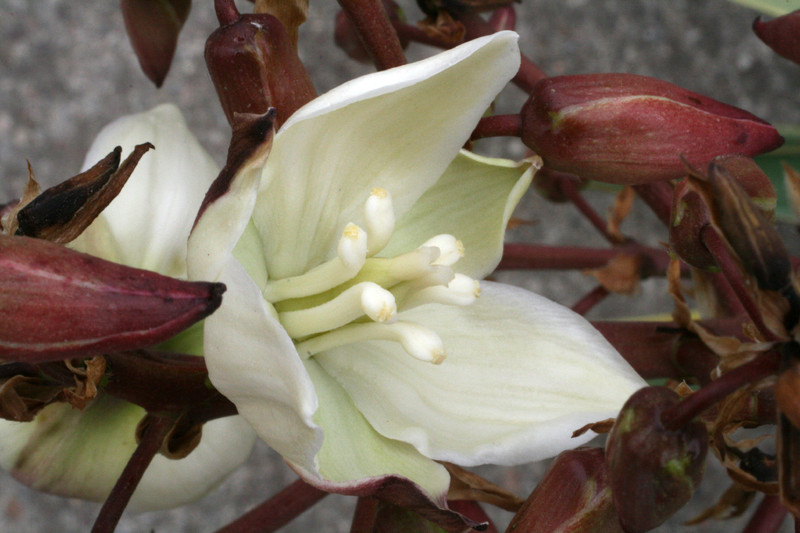 yucca gloriosa variegata 8908