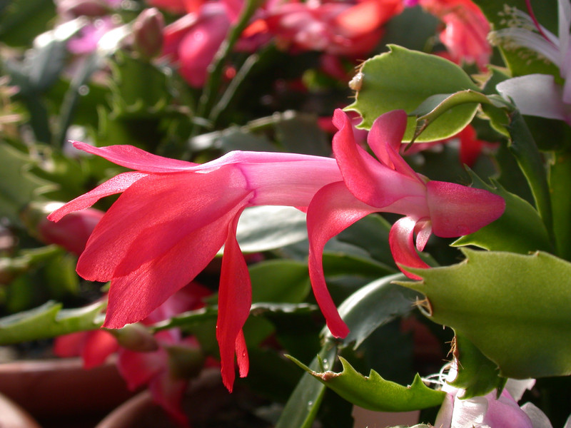 schlumbergera stephanie 01