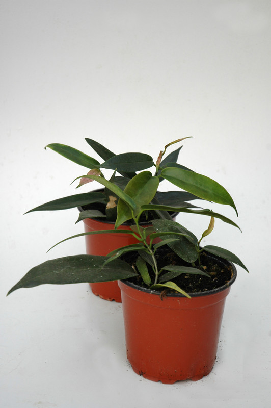 hoya macgillivrayi 6548