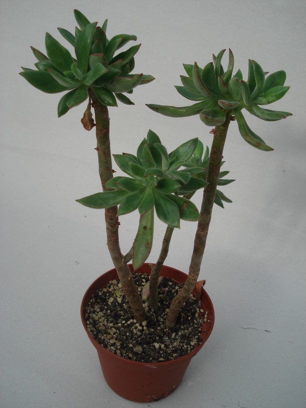 echeveria harmsii 8304