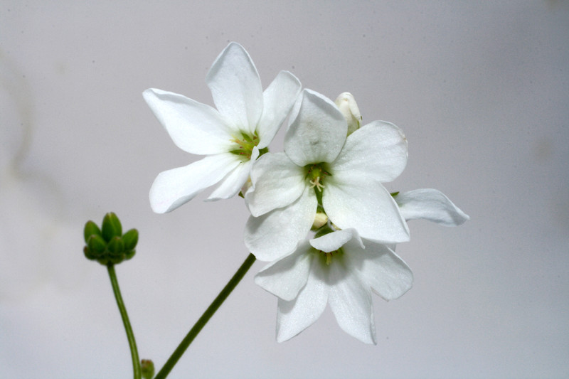 pelargonium oblongatum 4646