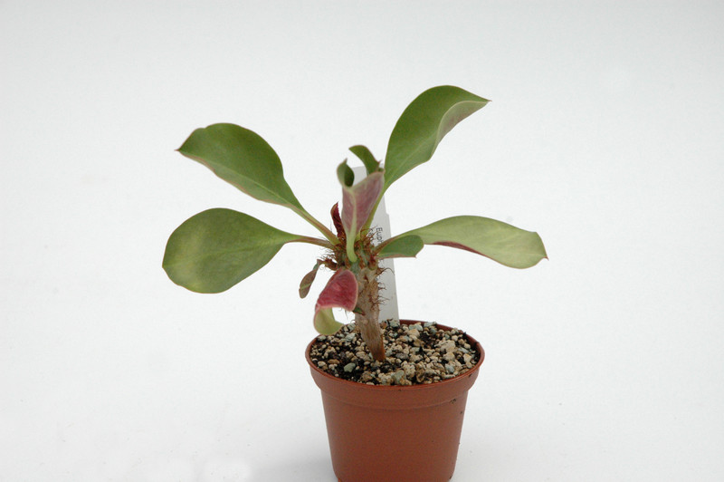 euphorbia cap-manombatensis 01