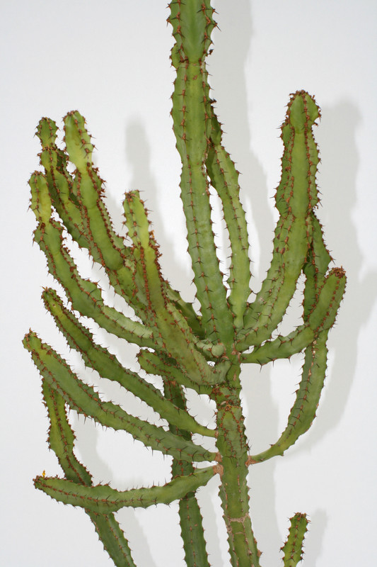 euphorbia ledienii 130cm 3661