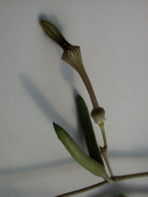 ceropegia africana 02