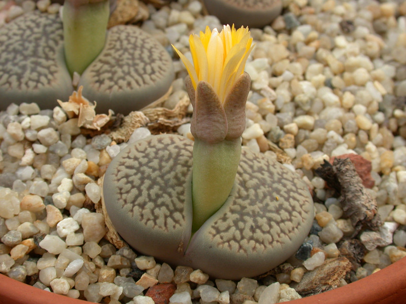 lithops hookeri marginata 02