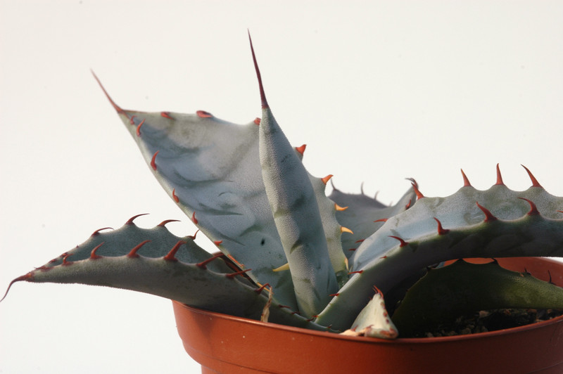 agave zebra cerro aquituni 8443