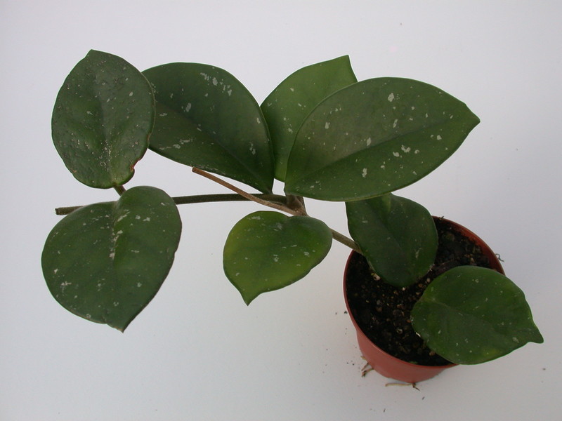 hoya carnosa motoskei 1418