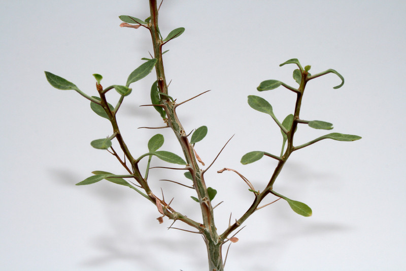 fouquleria splendens 4012