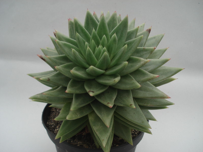 echeveria agavoides 224