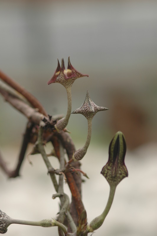 ceropegia stapeliaeformis 8754