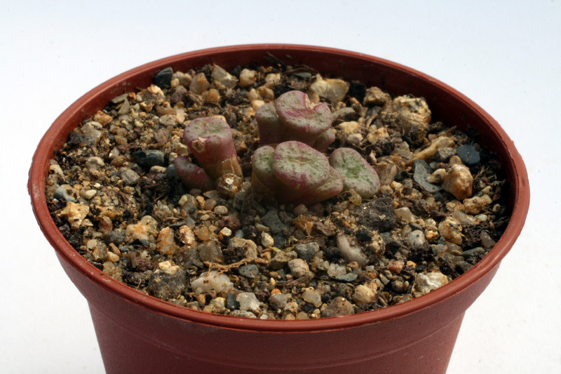 conophytum auriflorum turbiniforme 2882