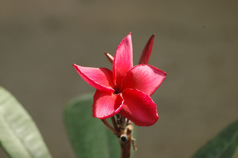 plumeria rot 716