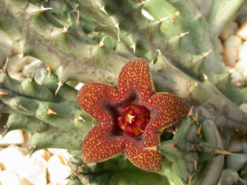 huernia decipiens pvb4550 paardekloof 01